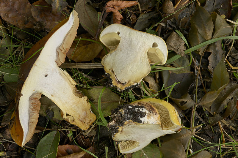 Cortinarius (subgenus Phlegmacium) majusculus